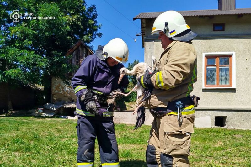 фото лелека