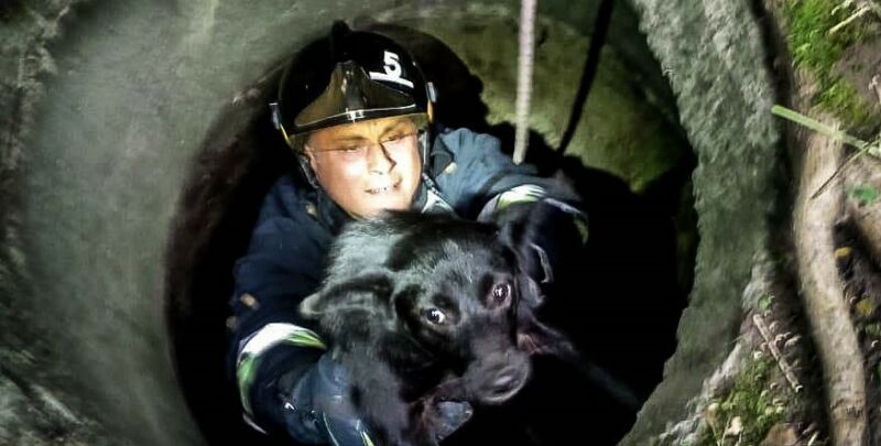 фото собака1