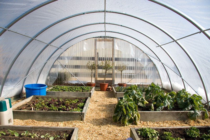 A homemade greenhouse constructed with aluminum tubing and sheets of plastic is used for backyard growing.