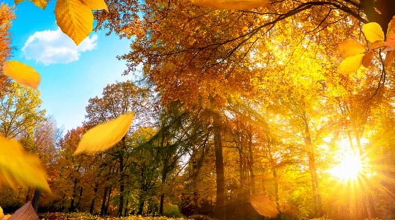 фото бабине