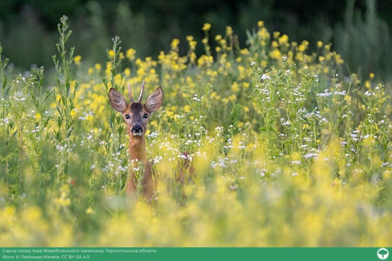 aHR0cHM6Ly9tY3VzZXJjb250ZW50LmNvbS8xYjc4YmM4YmE4ZGZmZTU5YzFlOGIzMjc4L2ltYWdlcy85OGJhMmRjNC00YjI0LTEyNDMtYjhkOC05MzE5N2Q2ODFlNTIucG5n