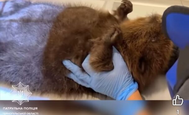 фото бобер1