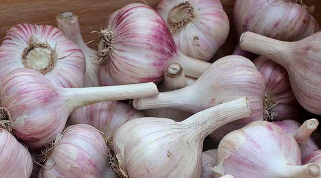 фото часник1