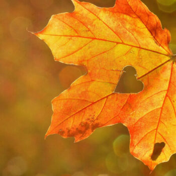 фото погодв