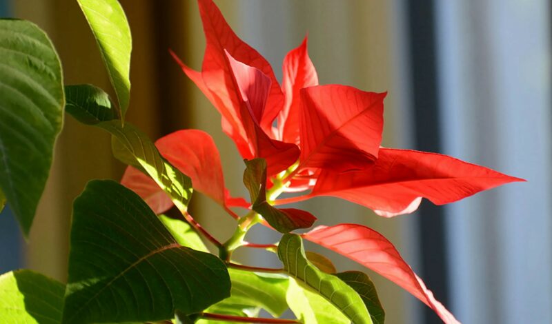 фото квітка1