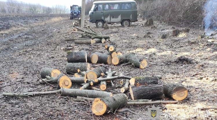 фото дерева1