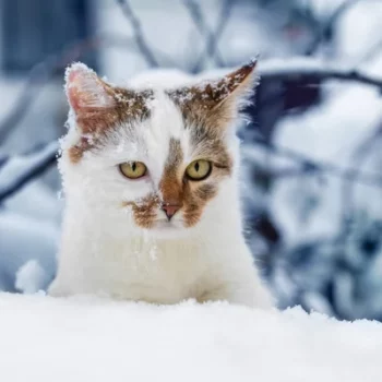 фото погода