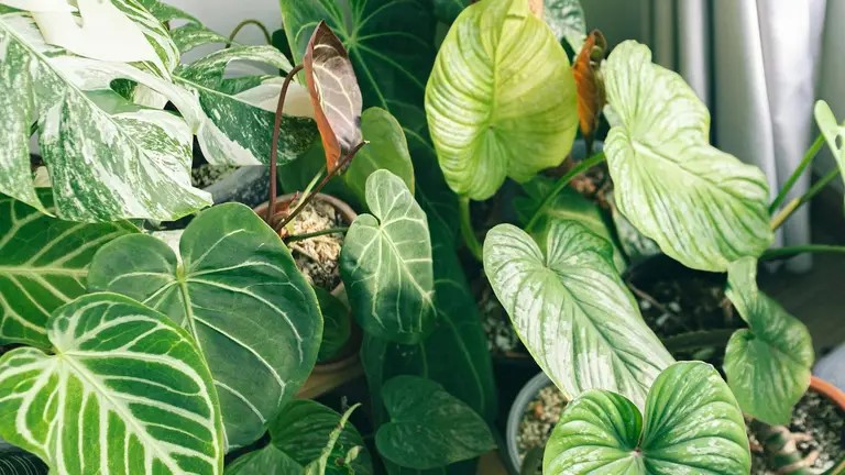 фото рослини1