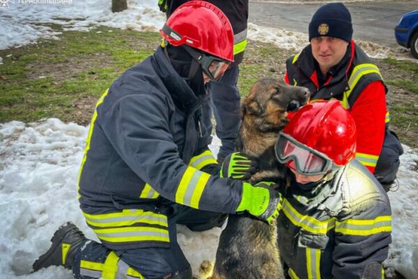фото собока1