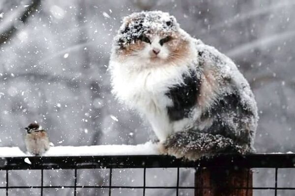 фото погода