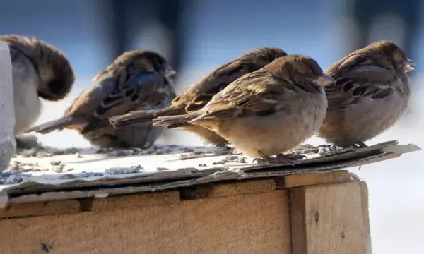 фото погода