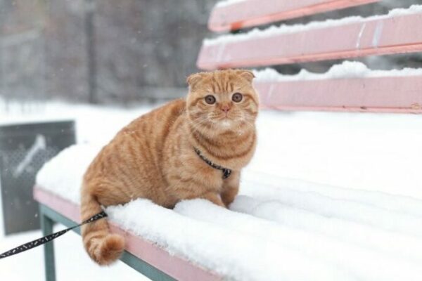 фото погода1