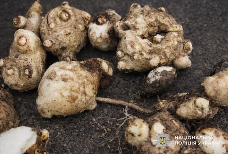 FB_IMG_1772705366469