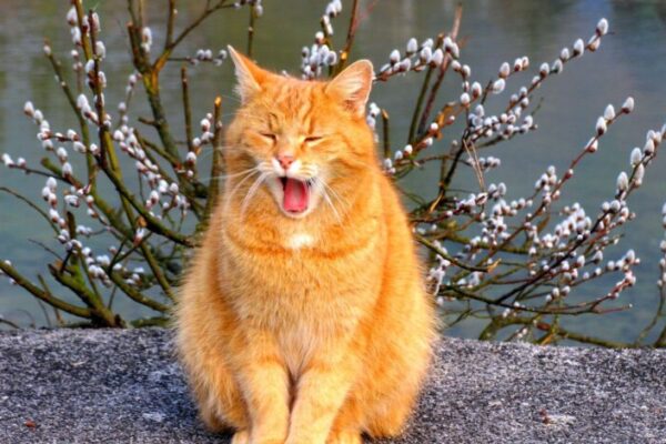 фото погода