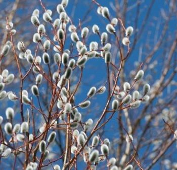 фото погода1