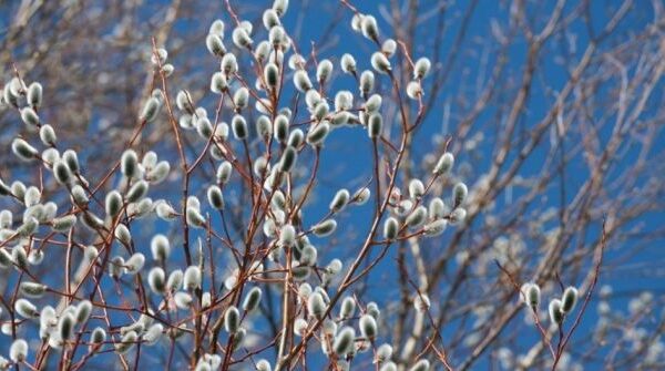 фото погода1