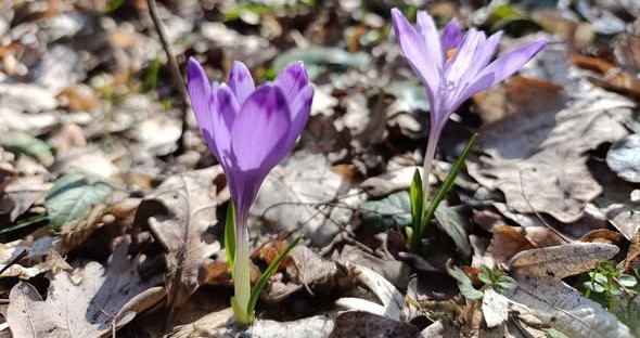 фото шафран1