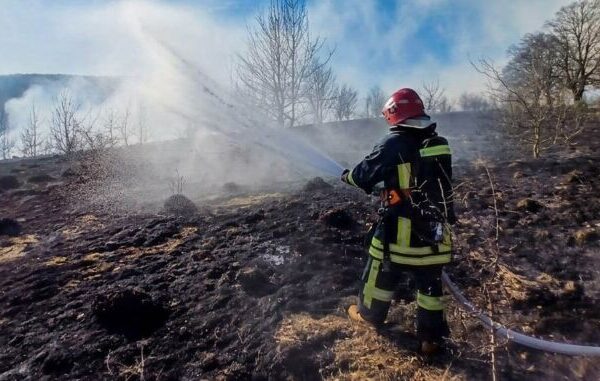 фото трава1