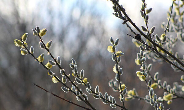 фото погода