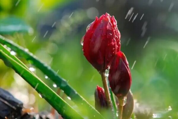 фото погода1