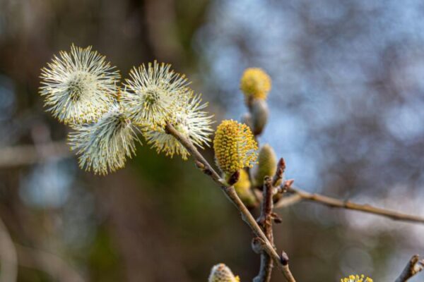 фото погодв