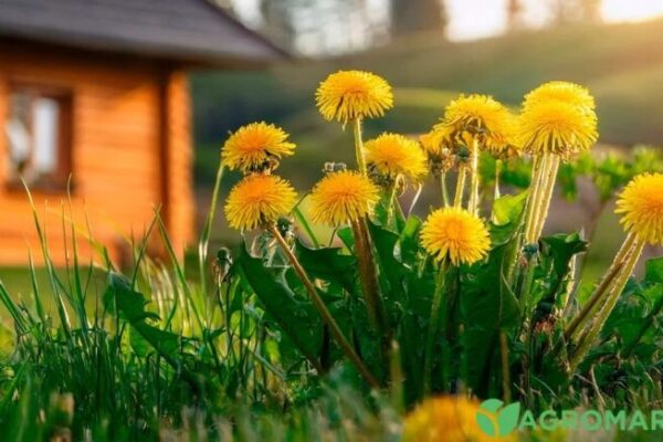 фото куль1