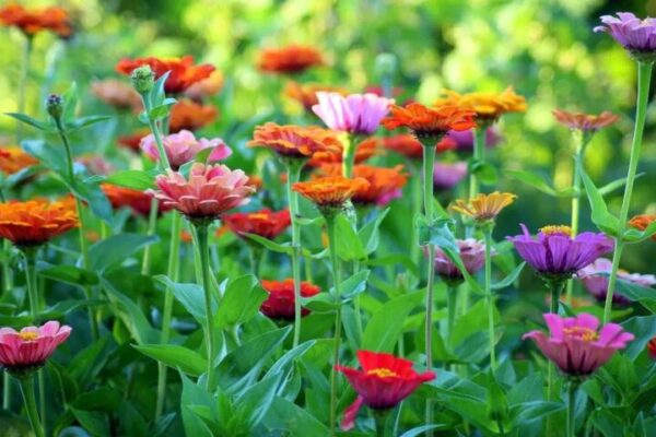 фото погода1